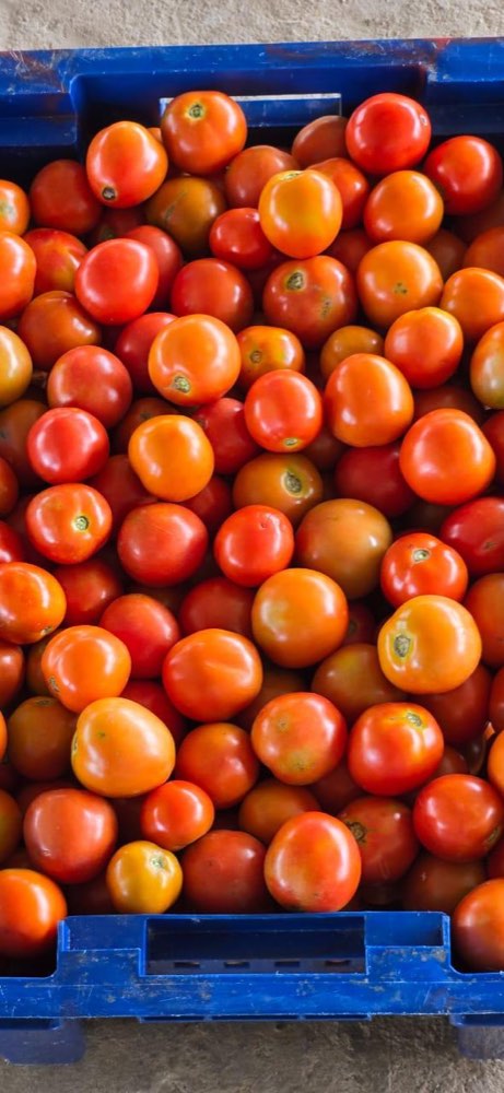 Crate of freshly harvested tomatoes ready for market
